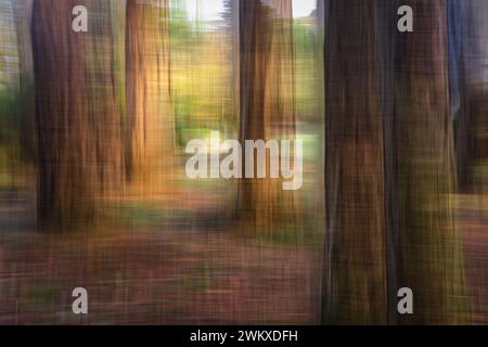 Durch die Verwendung von Intent Camera Movement (ICM) und die Kombination zweier Bilder in der Kamera erscheint ein Wald aus Douglasien und Zedern wie ein Stoff mit Ketten und Schüssen Stockfoto