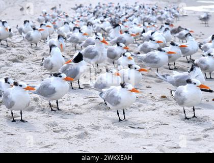 Eine große Schar von Royal Terns, die in eine steife Brise blicken, versammelt sich am Strand von Naples Florida Stockfoto