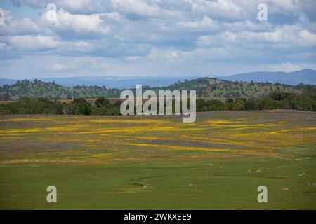 Wunderschöne Frühlingsblumen blühen in den Ausläufern der Sierra Nevada im Tuolumne County bei Sonora, Kalifornien, USA. Stockfoto