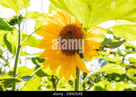 Riesige Sonnenblume, die auf einem sonnigen Tagesfeld aufsteigt Stockfoto