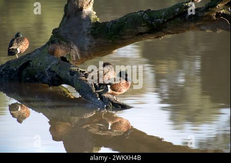 Kastanientrümel (Anas Castanea) sind normalerweise einsame Paare, also denke ich, dass diese Gruppe Verwandte Familie sein könnte. Jells Park Lake in Glen Waverley, Victoria. Stockfoto