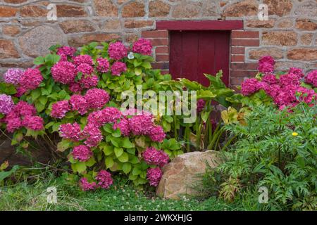 Rote Hortensie Sträucher vor einer roten Tür, Ile de Brehat, Bretagne, Frankreich Stockfoto