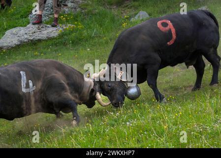 Kuhkampf der Herenser Kühe, um die Königin zu bestimmen, Kuh, Vieh, Almweide, Königin, Tradition, Kampf, Rang, Hierarchie, Alpen, Wallis, Schweiz Stockfoto