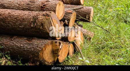 Ein ordentlich gestapelter Haufen frisch geschnittener Holzstämme auf lebendigem grünem Gras in Südkorea Stockfoto