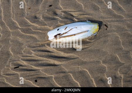 Tintenfischschale, die an einem Sandstrand angespült wird, schwimmender Körper und innere Schale des europäischen Tintenfisches (Sepia officinalis), Monte Real, Portugal, Stockfoto