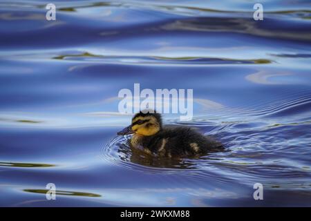 Ein Baby, das am frühen Morgen allein auf einem See schwimmt Stockfoto