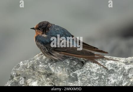 Ein wunderschöner kleiner Welcome Swallow sitzt auf einem detaillierten Felsen Stockfoto