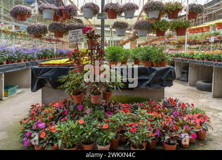 Verschiedene Arten von bunten Blumen, die in der Pflanzenzüchtung verkauft werden. Stockfoto