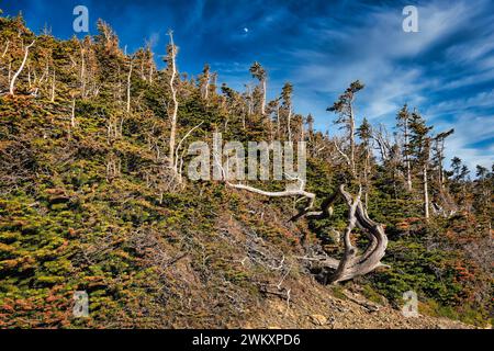 Der Ghost Forest auf dem Scenic Point Trail bei Two Medicine im Glacier National Park, Montana Stockfoto