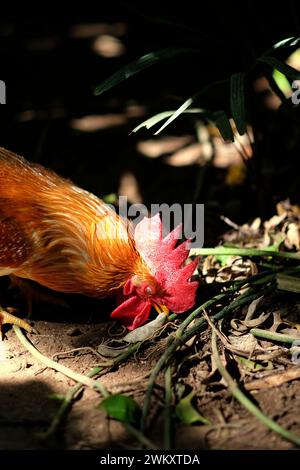 Ein männliches Exemplar des roten Dschungelvogels (Gallus gallus) wird im Bali Zoo in Singapadu, Sukawati, Gianyar, Bali, Indonesien, fotografiert. Stockfoto