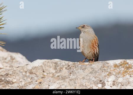 Alpine accentor, Prunella collaris, auf Felsen in Alt de les Pedreres in Alcoi, Spanien Stockfoto