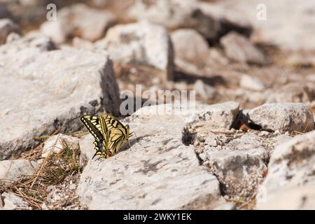 Papilio Machaon Schmetterling auf Stein in der Sonne im Winter, Alcoy, Spanien Stockfoto