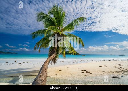 Palme, Anse Volbert Beach, Praslin, Seychellen Stockfoto