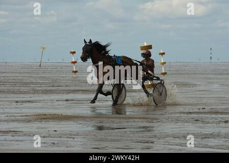 Einzigartiges Pferderennen in Duhnen, Deutschland, an der Nordseeküste Stockfoto