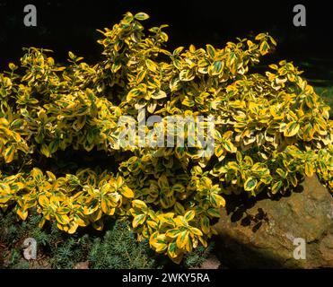 Euonymus fortunei „Emerald 'n' Gold“ / „Emerald 'n' Gold“ Spindelpflanze mit grünen und gelben Blättern, die in English Garden, England, Vereinigtes Königreich wachsen Stockfoto