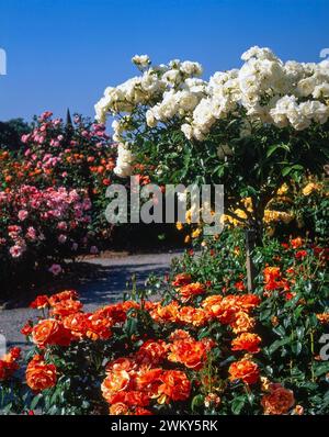 Spektakulärer farbenfroher Rosengarten in Rosemoor im Jahr 1996 mit Rosa „Fellowship“, „Iceberg“ und „Michael of Kent“ Rosen in voller Blüte. Stockfoto