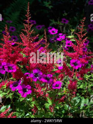 Bunte lila Astilbe & Geranium 'Ann Folkard' Kranzschnabelblüten wachsen zusammen englisches Gartenblumenbeet / Border im Juli Stockfoto