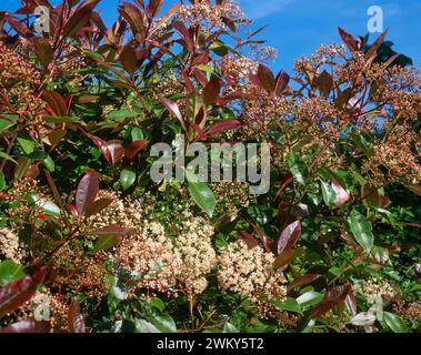 Photinia x fraseri „Rotkehlchen“ / Weihnachtsbeere „Rotkehlchen mit Frühlingsblüten, die im englischen Garten, England, Vereinigtes Königreich wachsen Stockfoto
