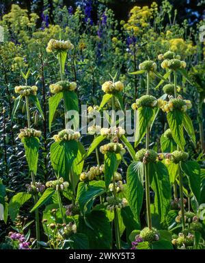 Türkischer Salbei (Phlomis russeliana) mit Blumen, die in englischer Gartengrenze wachsen, England, Großbritannien Stockfoto