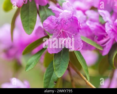 Rosafarbene Blüten des sibirischen Rhododendron-Kopierraums. Rhododendron dauricum. Frühjahrsblüte des Altai Rhododendron. Nahaufnahme von Rhododendron dauricu Stockfoto