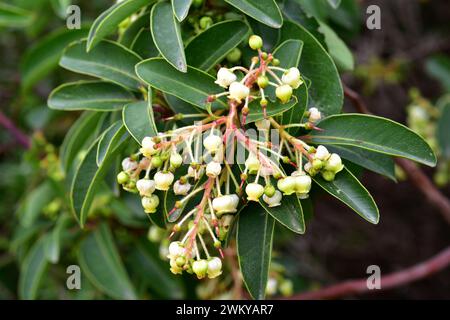 Griechischer Erdbeerbaum (Arbutus andrachne) ist ein immergrüner Strauch oder kleiner Baum, der im östlichen Mittelmeerraum beheimatet ist. Blumen und Blätter Detail. Stockfoto