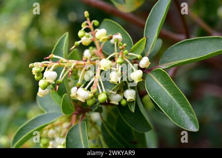 Griechischer Erdbeerbaum (Arbutus andrachne) ist ein immergrüner Strauch oder kleiner Baum, der im östlichen Mittelmeerraum beheimatet ist. Blumen und Blätter Detail. Stockfoto