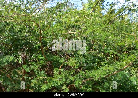 Süßer Dorn oder karoo-Dorn (Vachellia karroo, Acacia karroo oder Acacia natalitia) ist ein stacheliger Strauch oder kleiner Baum, der im südlichen Afrika beheimatet ist. Stockfoto