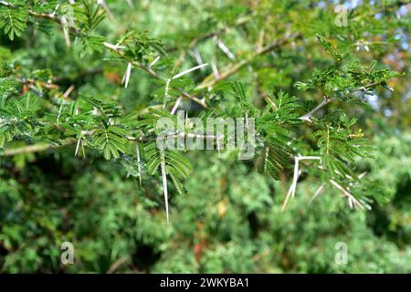 Süßer Dorn oder karoo-Dorn (Vachellia karroo, Acacia karroo oder Acacia natalitia) ist ein stacheliger Strauch oder kleiner Baum, der im südlichen Afrika beheimatet ist. Dornen und Stockfoto