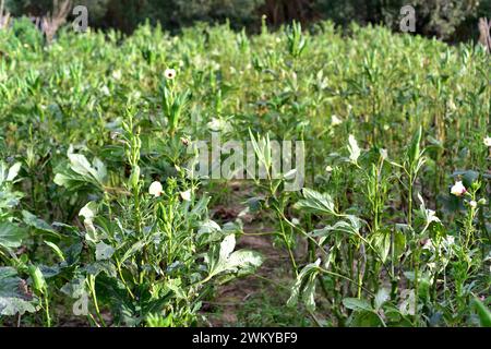 Okra (Abelmoschus esculentus oder Hibiscus esculentus) ist eine einjährige Pflanze, die in Westafrika oder Südasien beheimatet ist. Seine Früchte sind essbar. Dieses Foto W Stockfoto