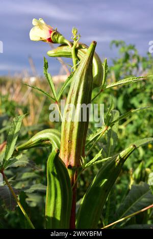 Okra (Abelmoschus esculentus oder Hibiscus esculentus) ist eine einjährige Pflanze, die in Westafrika oder Südasien beheimatet ist. Seine Früchte sind essbar. Dieses Foto W Stockfoto