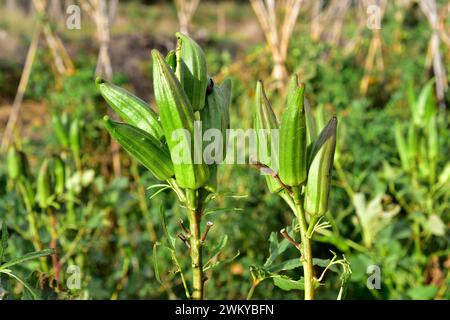 Okra (Abelmoschus esculentus oder Hibiscus esculentus) ist eine einjährige Pflanze, die in Westafrika oder Südasien beheimatet ist. Seine Früchte sind essbar. Dieses Foto W Stockfoto