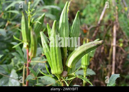 Okra (Abelmoschus esculentus oder Hibiscus esculentus) ist eine einjährige Pflanze, die in Westafrika oder Südasien beheimatet ist. Seine Früchte sind essbar. Dieses Foto W Stockfoto