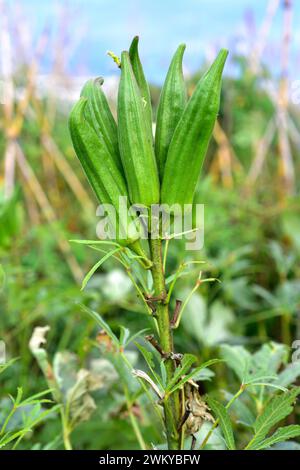 Okra (Abelmoschus esculentus oder Hibiscus esculentus) ist eine einjährige Pflanze, die in Westafrika oder Südasien beheimatet ist. Seine Früchte sind essbar. Dieses Foto W Stockfoto