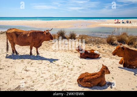 Ein ruhiges Bild zeigt eine Gruppe von Retinta-Kühen, die sich am sonnengeküssten Sand des Bolonia Beach in Cadiz, Spanien, entspannen. Die Cattles sind sehr rötlich... Stockfoto