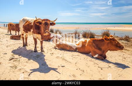 Ein ruhiges Bild zeigt eine Gruppe von Retinta-Kühen, die sich am sonnengeküssten Sand des Bolonia Beach in Cadiz, Spanien, entspannen. Die Cattles sind sehr rötlich... Stockfoto