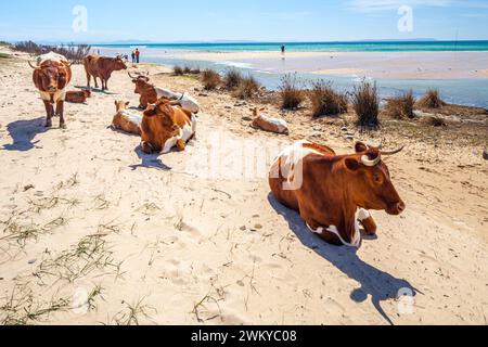 Ein ruhiges Bild zeigt eine Gruppe von Retinta-Kühen, die sich am sonnengeküssten Sand des Bolonia Beach in Cadiz, Spanien, entspannen. Die Cattles sind sehr rötlich... Stockfoto