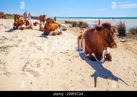 Ein ruhiges Bild zeigt eine Gruppe von Retinta-Kühen, die sich am sonnengeküssten Sand des Bolonia Beach in Cadiz, Spanien, entspannen. Die Cattles sind sehr rötlich... Stockfoto