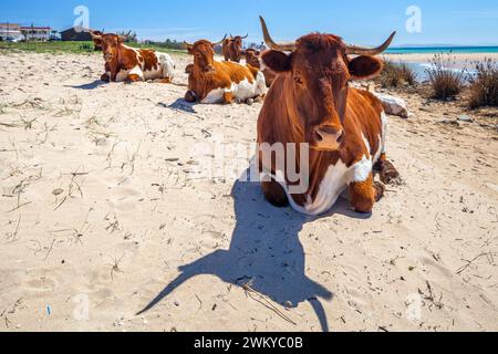 Ein ruhiges Bild zeigt eine Gruppe von Retinta-Kühen, die sich am sonnengeküssten Sand des Bolonia Beach in Cadiz, Spanien, entspannen. Die Cattles sind sehr rötlich... Stockfoto