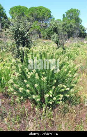 Flachsblättrige daphne (Daphne gnidium) ist ein giftiger Sträucher, der im Mittelmeerraum beheimatet ist. Dieses Foto wurde in der Nähe von La Junquera, Provinz Girona, Katalonien aufgenommen Stockfoto