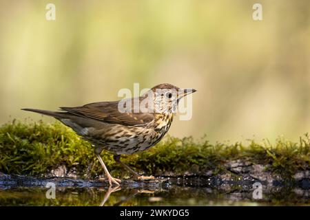 Song Trush Turdus philomelos auf der Waldpfütze erstaunlich warm Licht Sonnenuntergang Sonnenuntergang Stockfoto