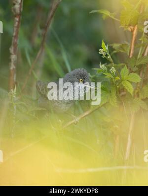 Barred Warbler - Zugvogel Sylvia nisoria sitzt auf Zweig, männlich - Polen, Europa Stockfoto