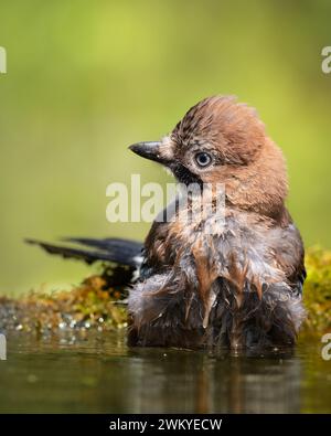 Vogel eurasischer Jay Garrulus glandarius sitzt auf dem Waldklotz Polen, Europa Stockfoto