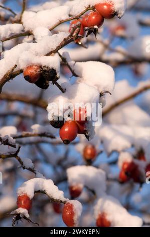 Hagebutten im Winter Stockfoto