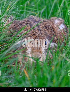 Brauner Hase in einer Schramme Stockfoto