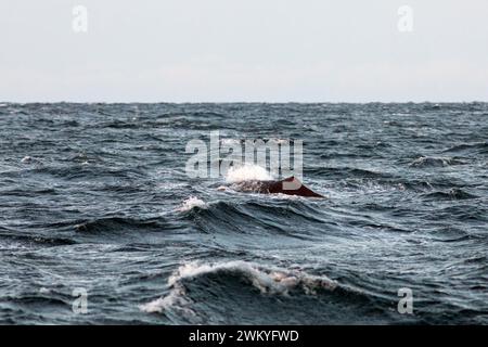 Europa, Norwegen, Troms County, Pottwale schwimmen in der Nähe der Insel Skjervoy Stockfoto
