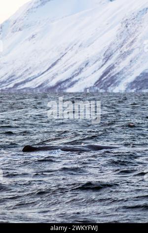 Europa, Norwegen, Troms County, Pottwale schwimmen in der Nähe der Insel Skjervoy Stockfoto