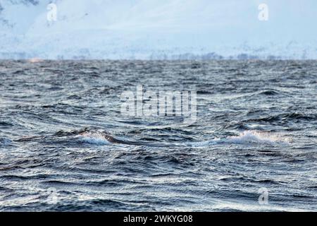 Europa, Norwegen, Troms County, Pottwale brechen die Oberfläche nahe der Insel Skjervoy Stockfoto