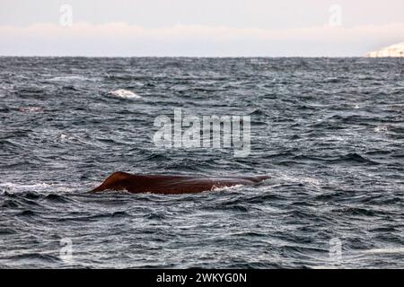 Europa, Norwegen, Troms County, Pottwale vor der Küste von Skjervoy Stockfoto