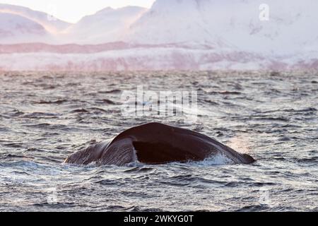 Europa, Norwegen, Troms County, Schwanz eines Pottwals, der sich zum Tauchen in der Nähe der Küste von Skjervoy wendet Stockfoto