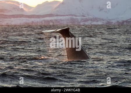 Europa, Norwegen, Troms County, Schwanz eines Pottwals (Physeter macrocephalus) vor der Küste von Skjervoy Stockfoto